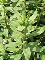 Hieracium Sabaudum (ss esp. Salicetorum) (fam. Composees) (Europe) (1) (Photo F. Mrugala)